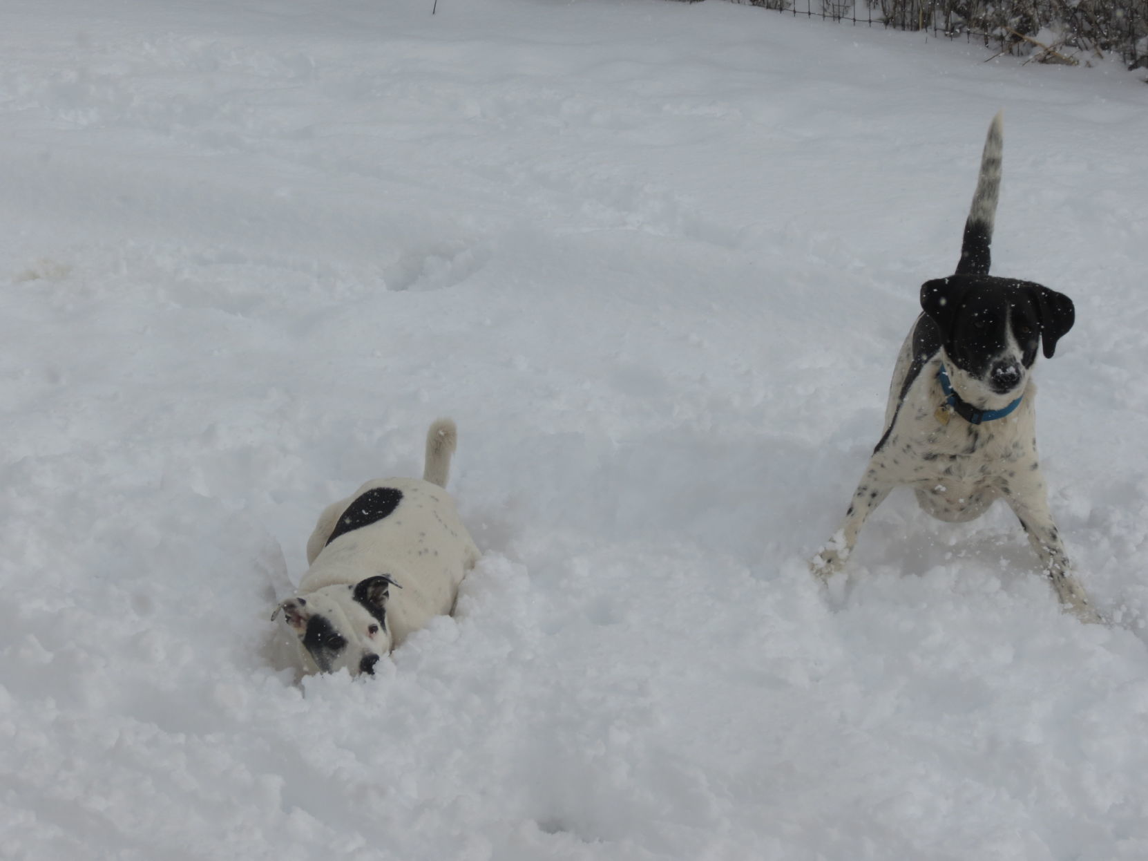 Snow dogs